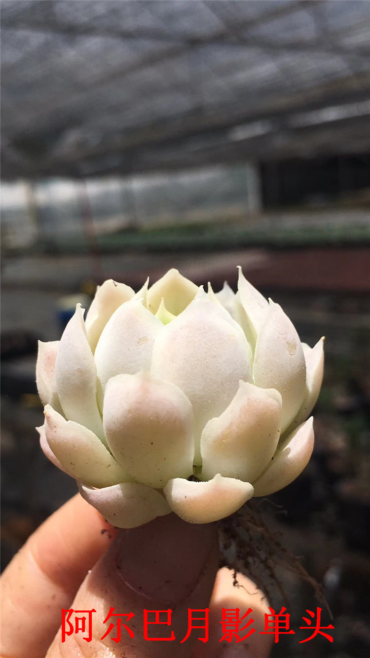 159多肉植物精品爆款批发 状态阿尔巴月影单头多肉品种 品相一流