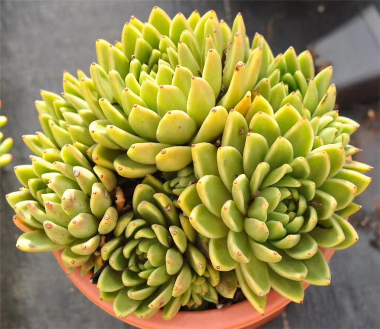 069大棚批发多肉植物黄金玛利亚大群盆28cm多肉品种品相美