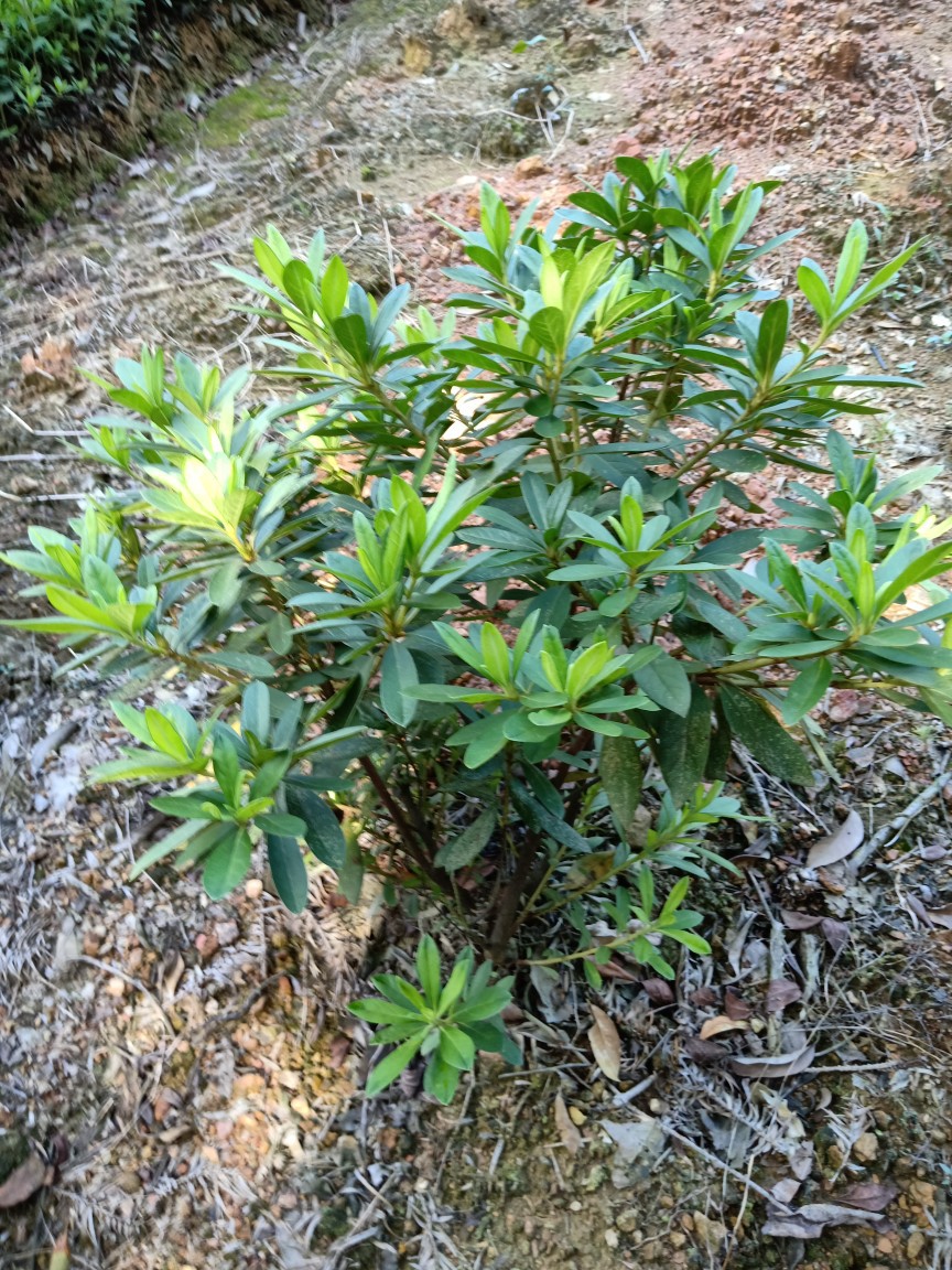 出售春杜鹃 冠幅30/40/50cm杜鹃小毛球 各类灌木球