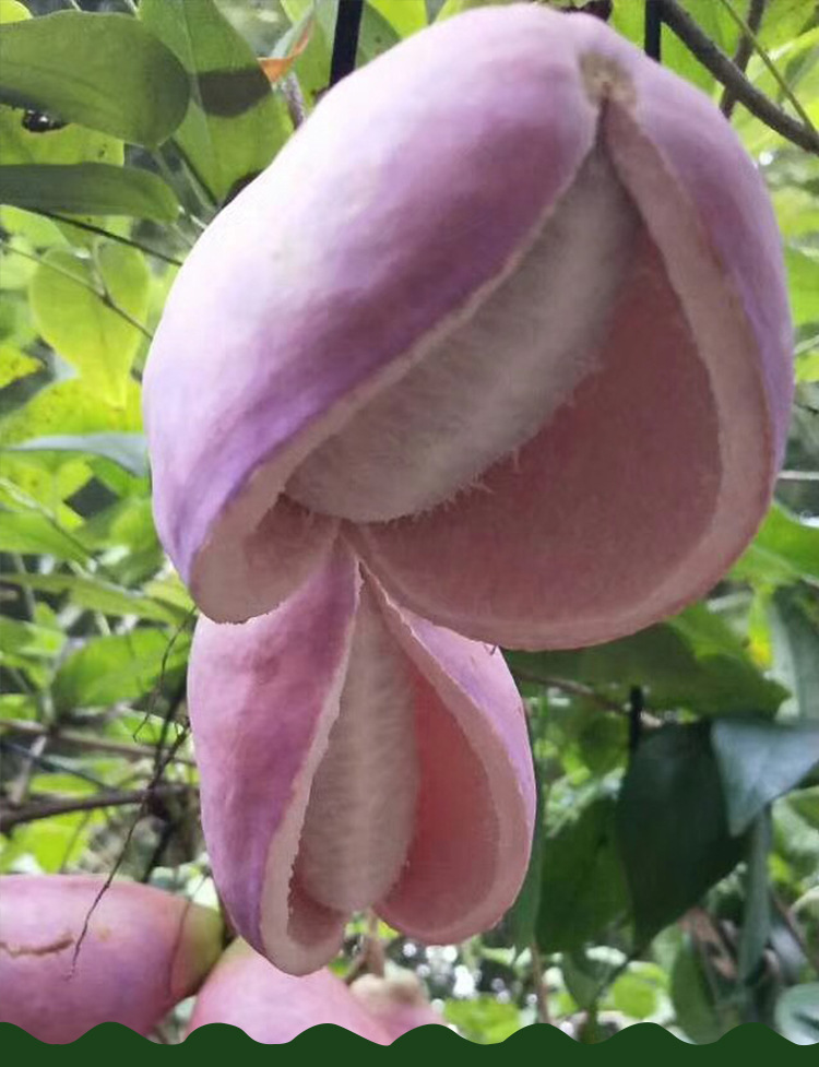 八月瓜,八月炸,中华肾果,二年实生苗 死苗包赔