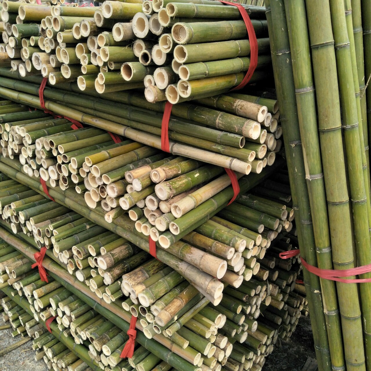 批发优良新鲜上市树木支撑竹竿 竹杆 毛竹