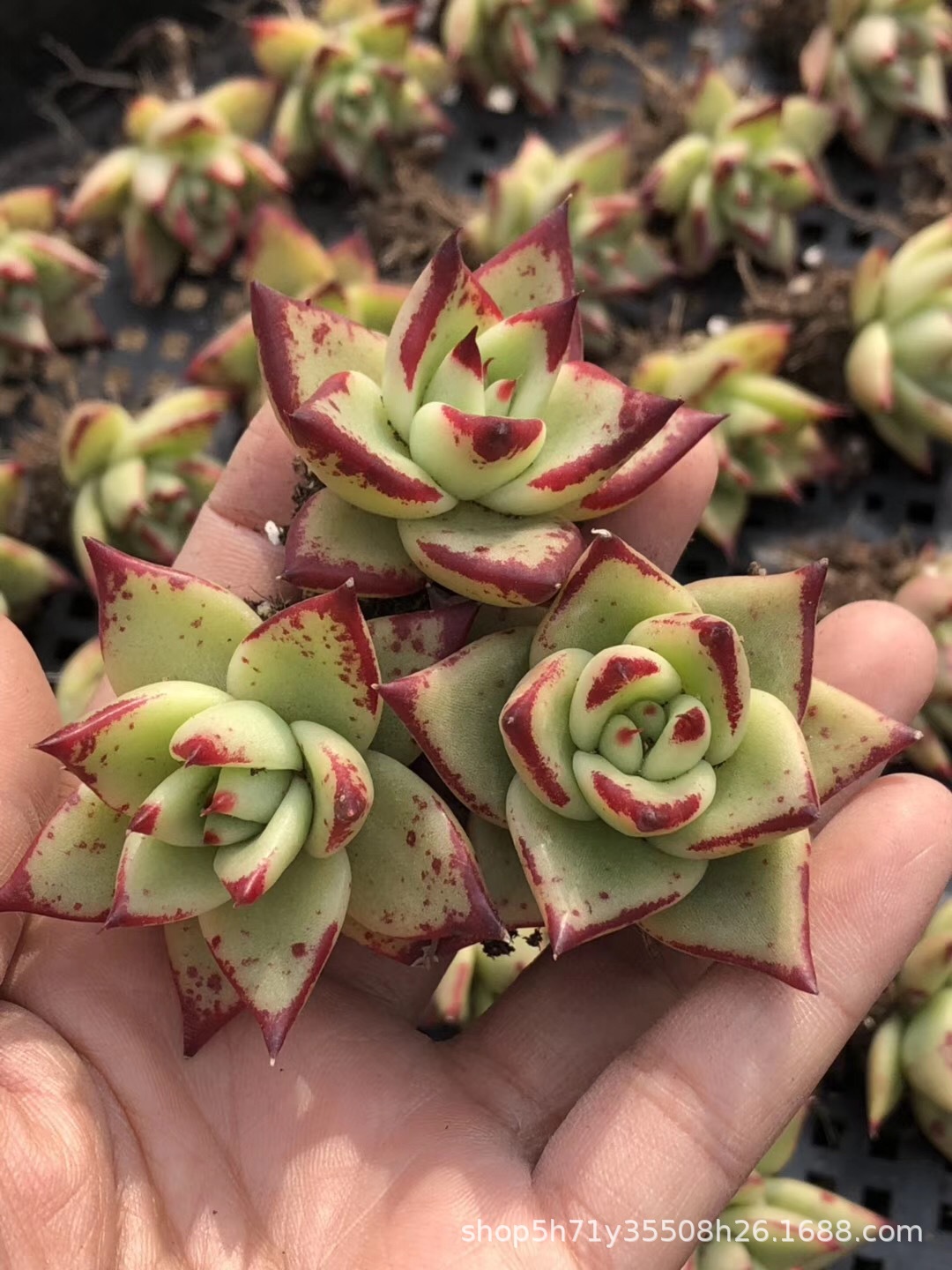 094山东多肉植物大棚批发 黄皮乌木多肉人气品种 裸根发品相实拍
