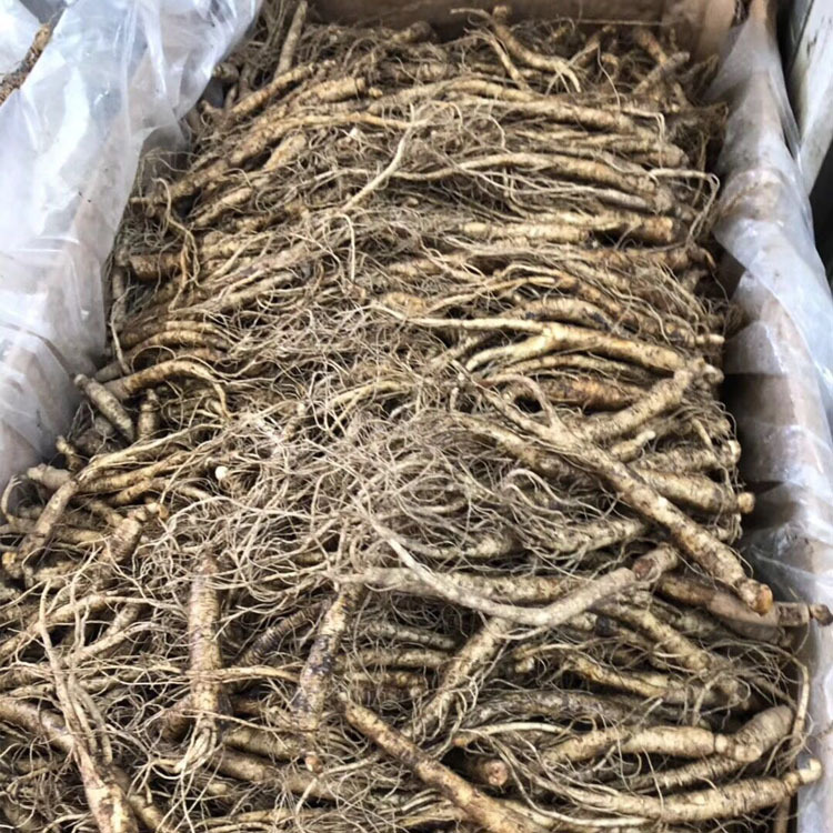 参类滋补品-东北特产长白山精选新鲜水参未经加工人参