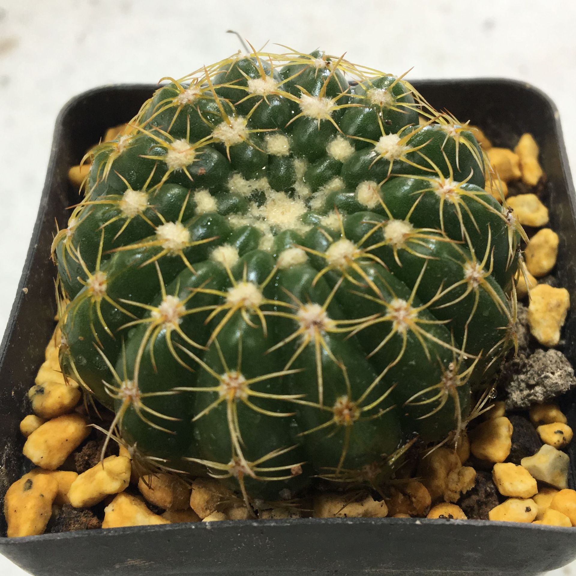 眩美玉办公桌盆栽肉球 室内盆栽多肉球球