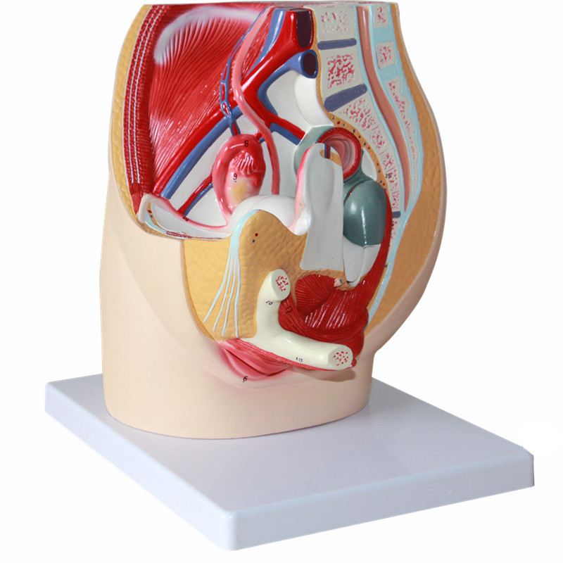 生殖女性殖状模型