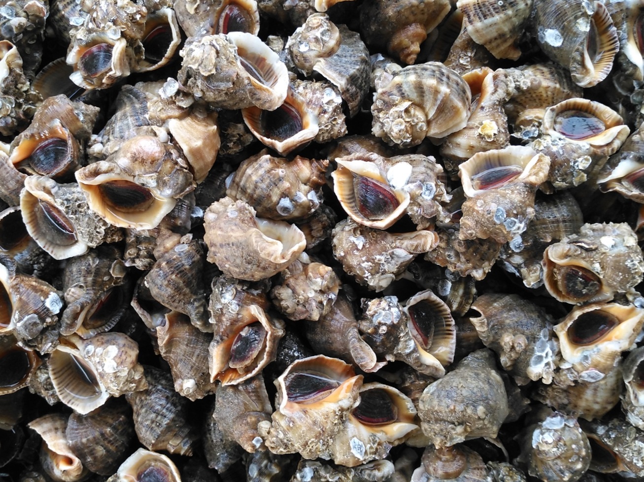 生猛海鲜海螺鲜活连云港野生贝类水产大中小海螺特大 超大生鲜