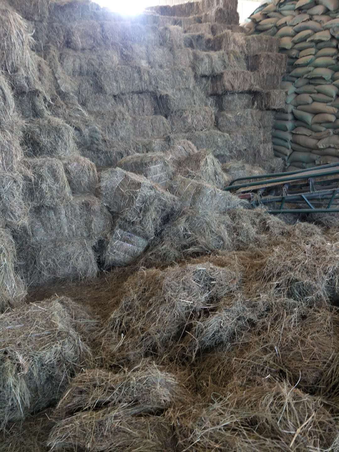 羊草厂家直销大量羊草 青干草 碱草牛马羊等动物牧草