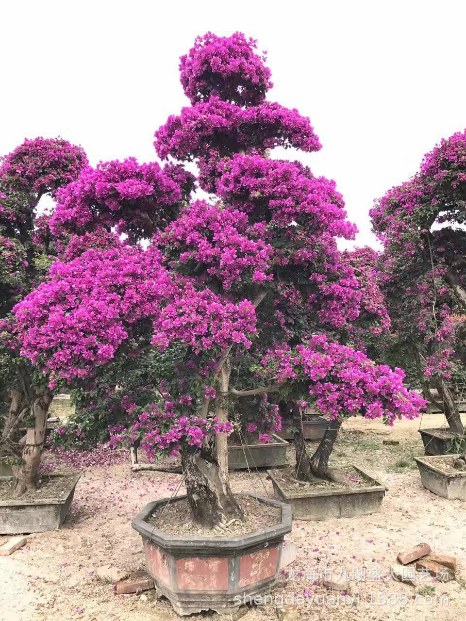 福建动物造型三角梅价格 四川造型三角梅树桩 五雀三角梅桩景报价