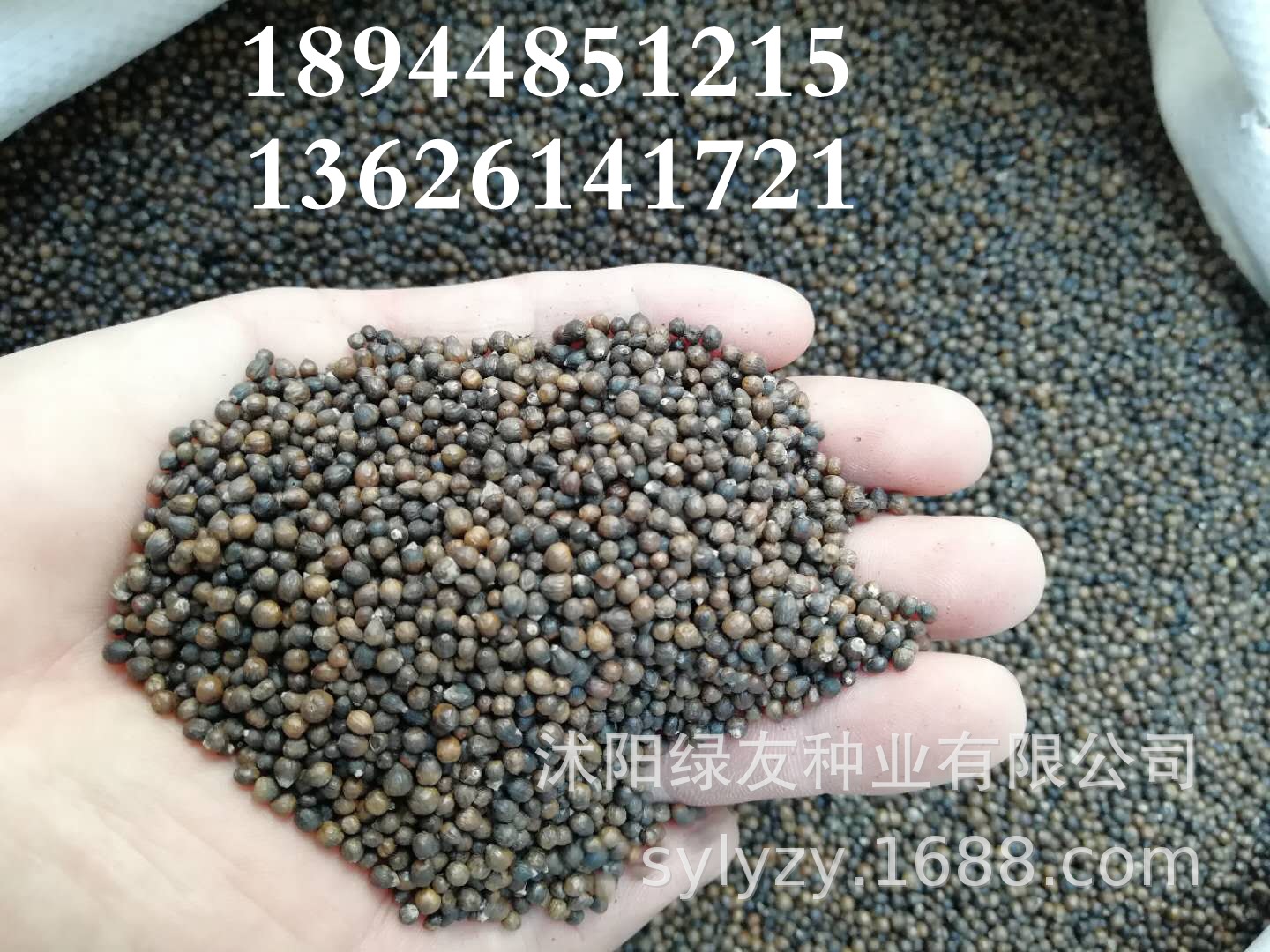 批发黄金 荆条种子 荒山绿化 护坡花灌木