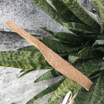 birkenst软木中底脚床真软木德国真软木脚床中底鞋底纯软木鞋底