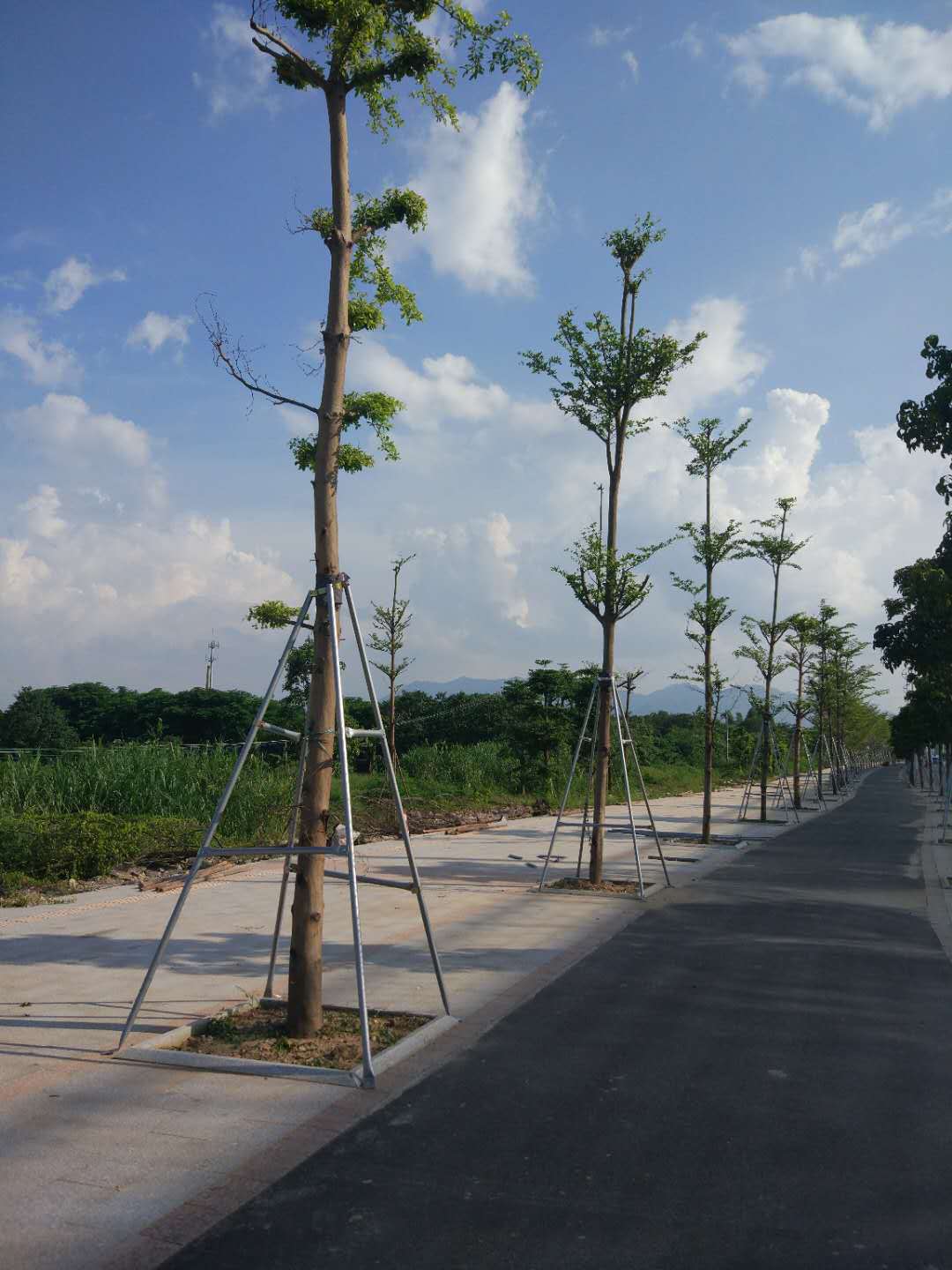 镀锌钢管树木支撑架 金属铁抱箍固定器 园林绿化防风大树撑杆苗木