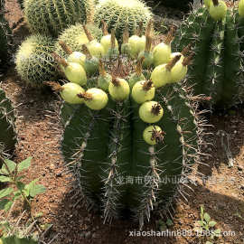 沙漠园林景观绿化植物仙人球 巨鹫玉 巨鸠玉沙漠景观绿化植物批发