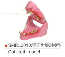 SMRL6010猫牙齿解剖模型