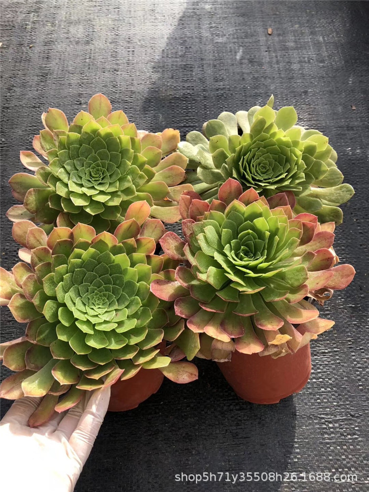 635精品多肉植物大棚限时抢购 原始翡翠冰群盆12cm多肉法师爆款