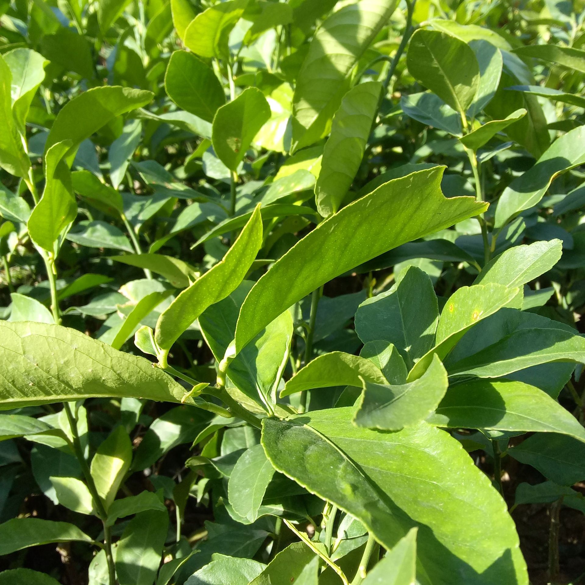 大量批发水果苗四季柠檬果树苗 黄肉柠檬苗 红肉柠檬苗 量大包邮