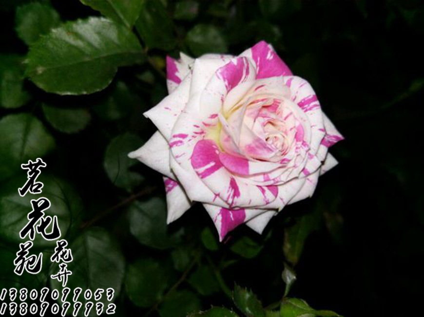 月季欧洲月季灌木月季微型月季 闪电舞月季当年开花营养钵小苗