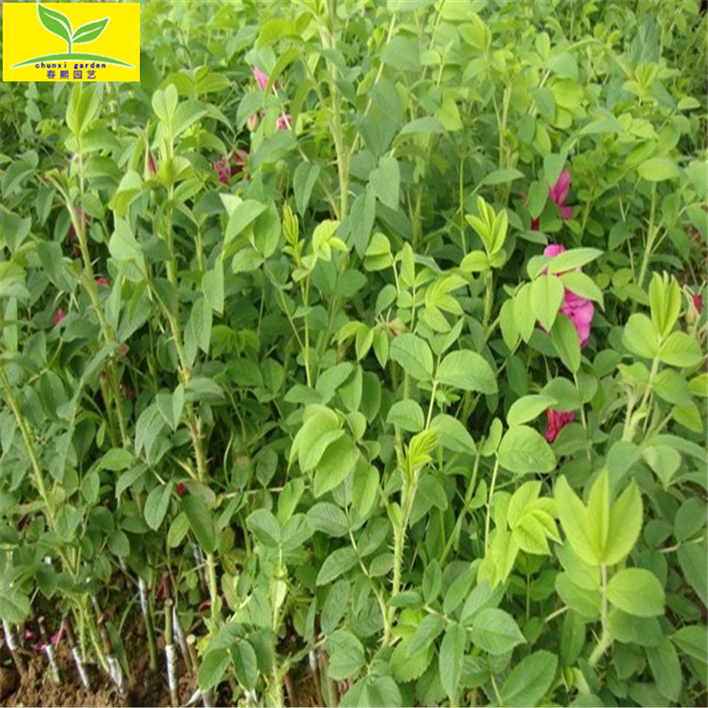 批发丰花一号玫瑰苗 食用玫瑰苗 美容养颜 一年两年 药用玫瑰苗