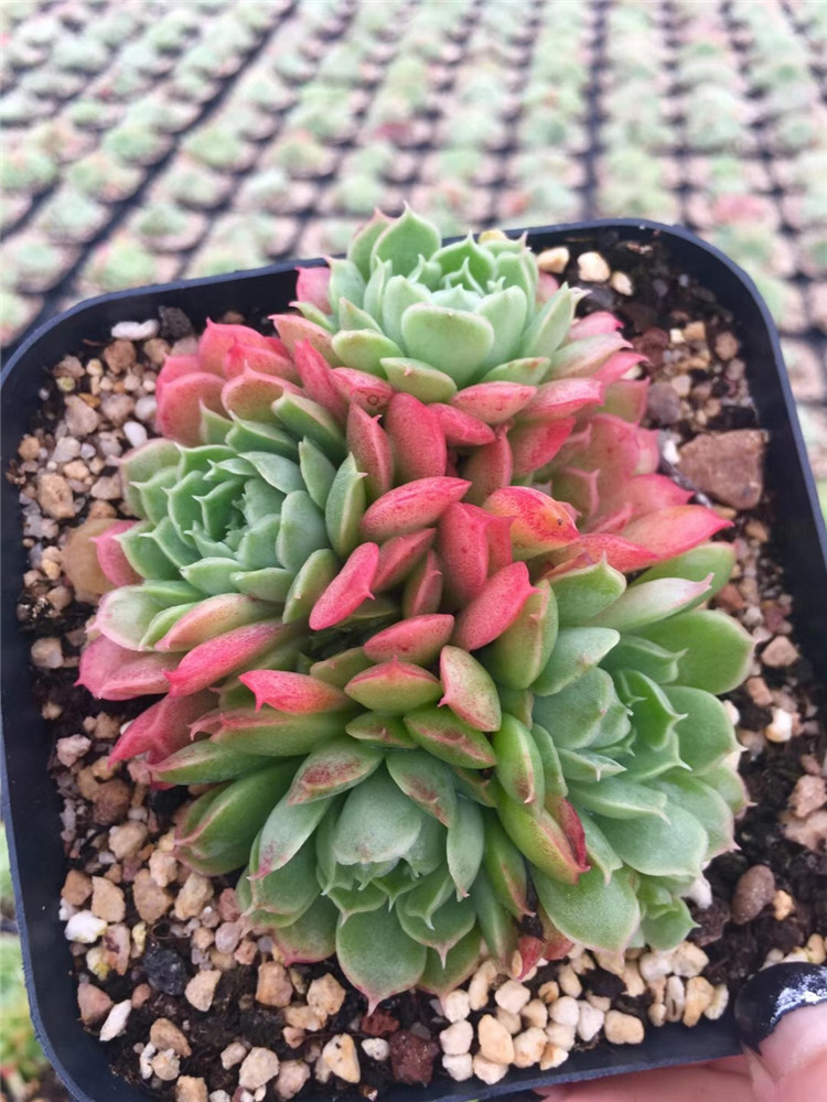 1725多肉植物大棚批发仙桃群3头起多肉品种状态实拍