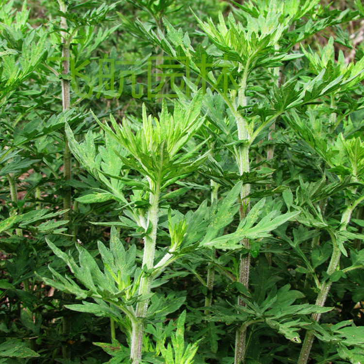 香艾草种子 遏草艾蒿苗艾蒿蓬藁艾灸草种籽草艾绒盆栽驱蚊草种子