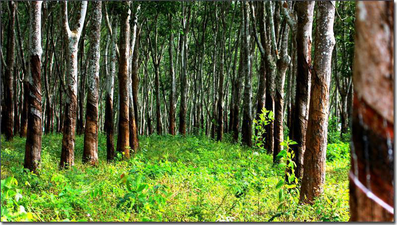 橡胶树上取下的汁液发泡制成的,由于天气和环境的原因,橡树种植最多的