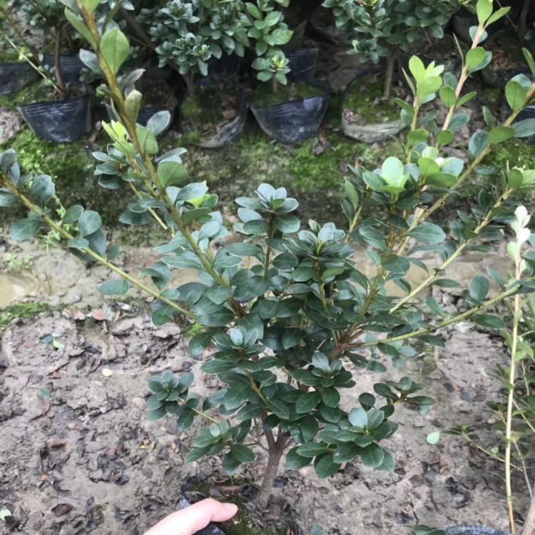 供应色块苗 夏鹃小苗 夏杜鹃 湖南绿化小苗夏鹃苗