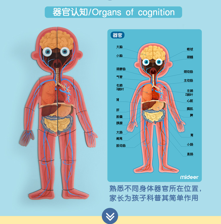 mideer儿童早教益智玩具磁性人体结构认知拼图4层男女孩幼儿园