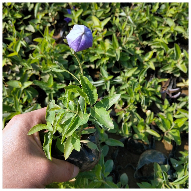 大花金鸡菊 庭院观赏花海工程观赏植物宿根地被 基地批发金鸡菊