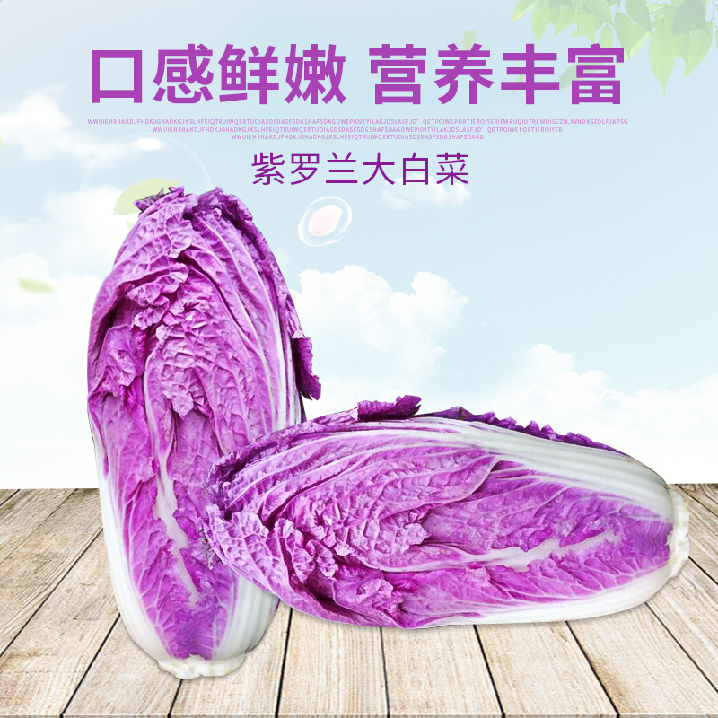 新鲜特色蔬菜紫色农产品紫罗兰大白菜紫白菜全国批发 外贸出口