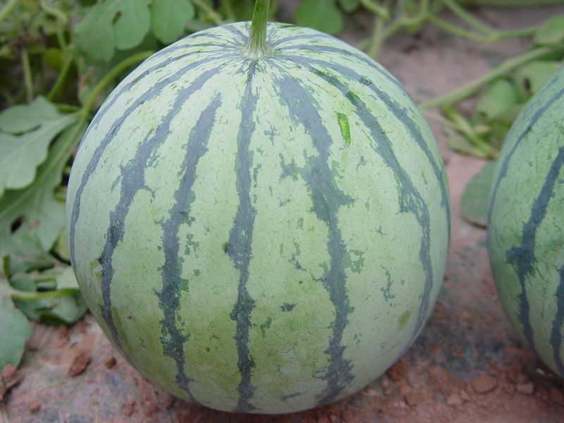 六,喷三十烷醇:在西瓜坐果期和果实膨大期,每亩地喷施 0.