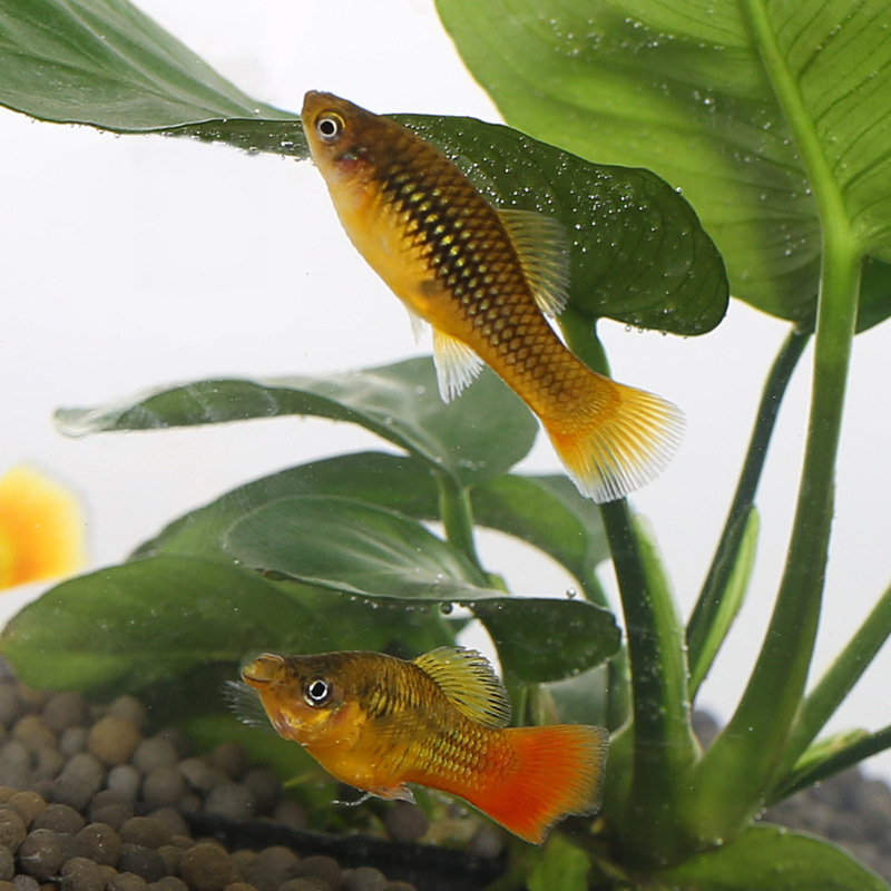 三色玛丽牡丹鱼热带观赏鱼玛丽鱼胎生鱼小型鱼