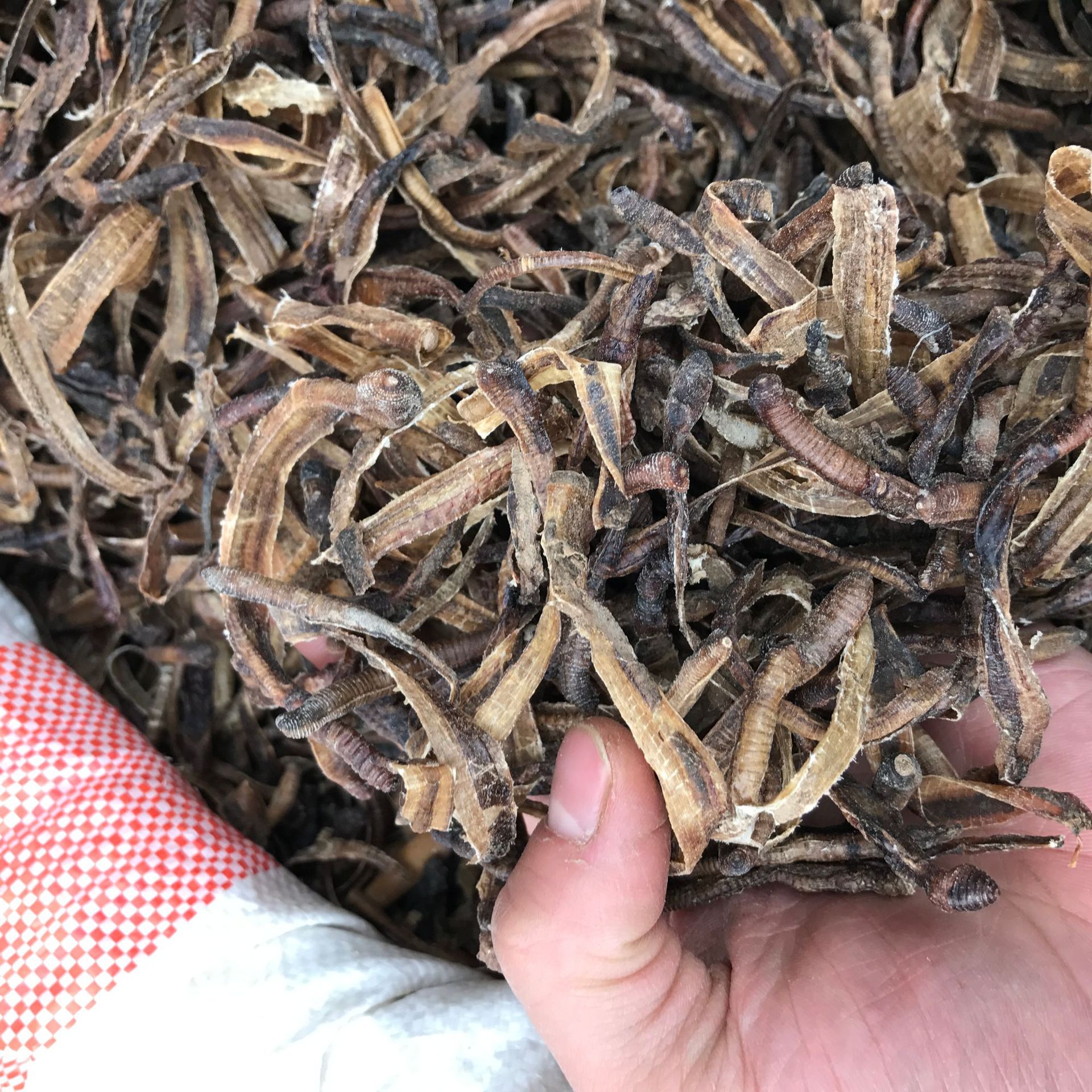 野生全开广地龙 水洗 无尘 老兵诚信中药材实体店经营 一件代发货