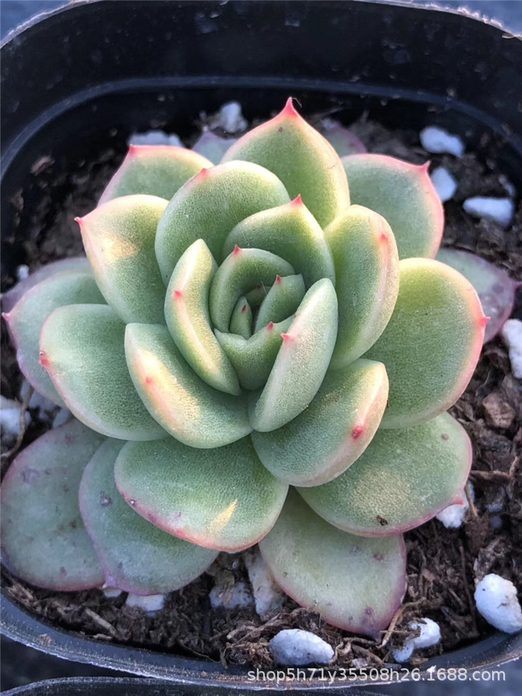 045基地批发多肉植物限量 包菜 爱丽丝单头多肉品种品相实拍限量