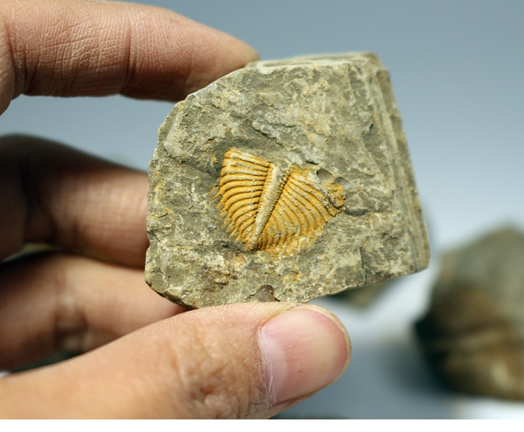 古生物化石标本原石三叶虫王冠虫尾巴化石原石教学科普标本