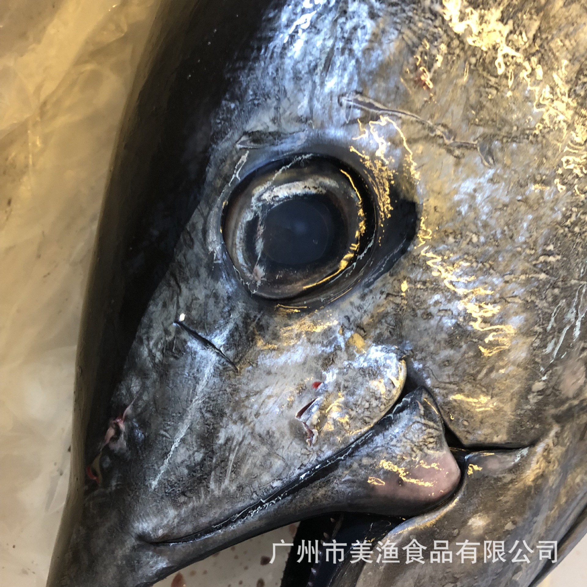 冰鲜金枪鱼澳洲黄鳍整条黄鳍大目金枪鱼店庆用 40-100斤/条需预定