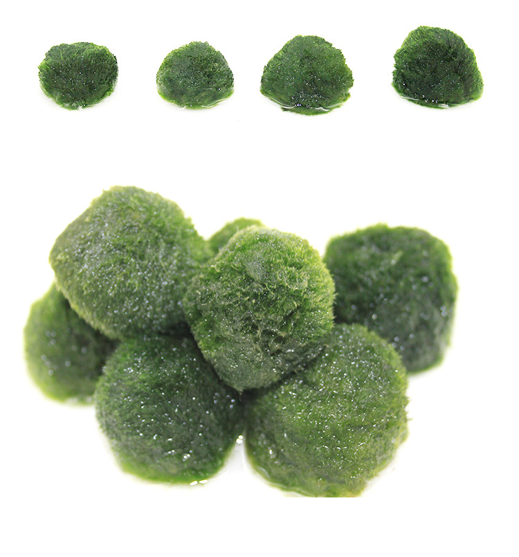 绿藻球活体水草淡水迷你水藻球鱼缸水族造景装饰海藻球一件代发