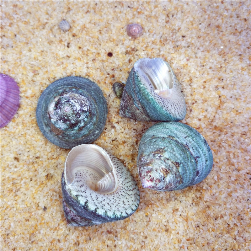 天然贝壳海螺 绿螺 家居水族鱼缸婚庆地台造景 一件500壳 绿塔螺