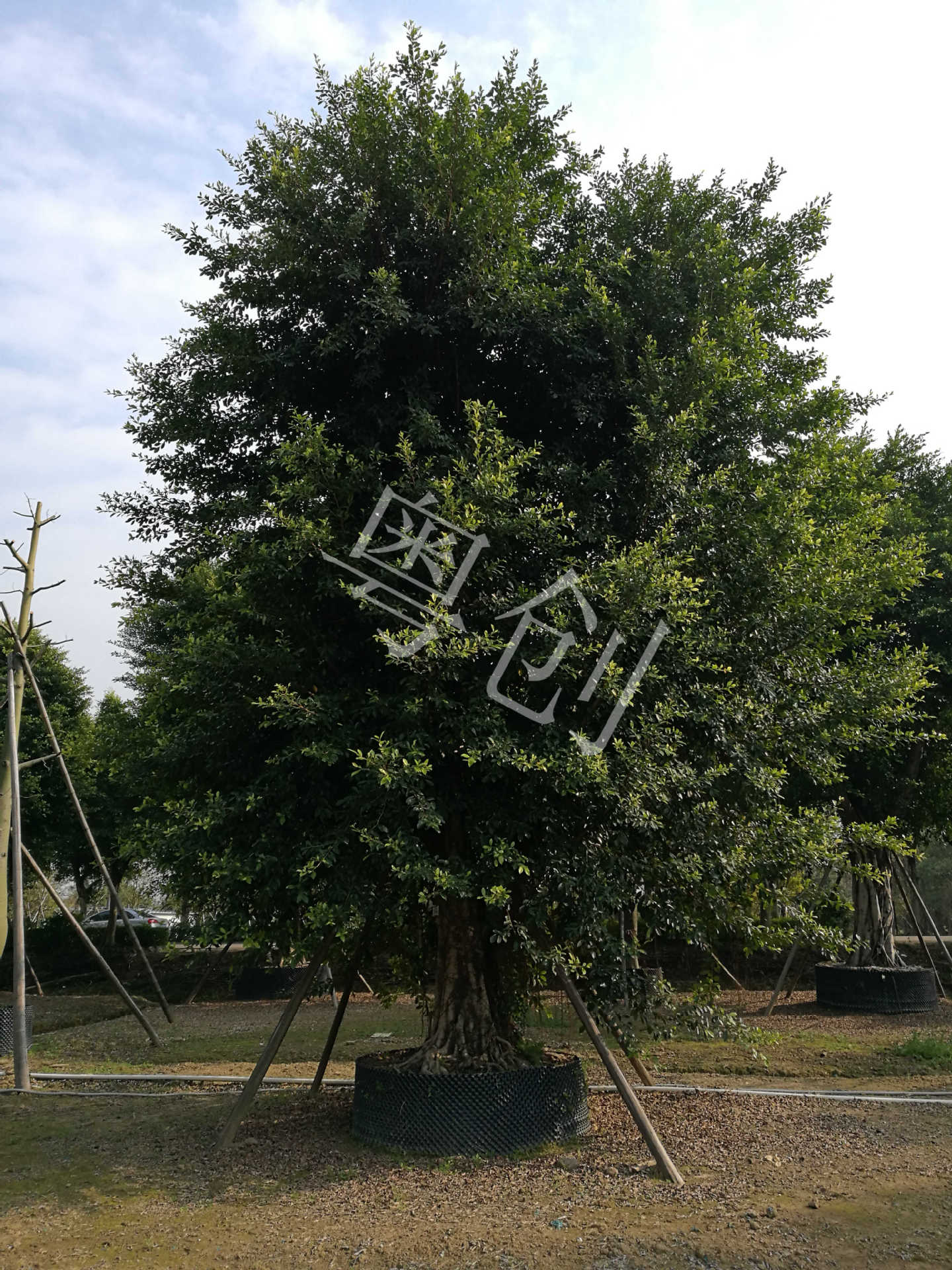 供应优质全冠细叶榕15-35分假植苗番禺中山货源