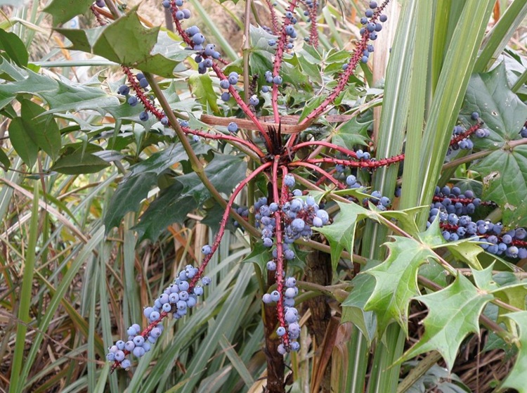 十大功劳种子 黄天竹 土黄柏 刺黄芩 猫儿刺种子 土黄连 八角刺