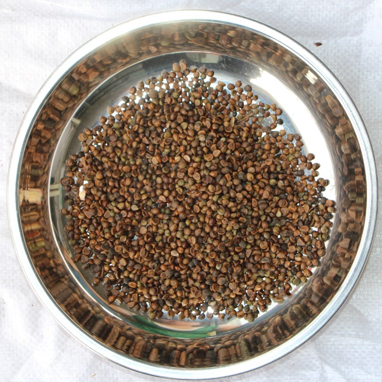 爬藤爬墙虎种子 爬山虎种子 攀援观叶植物 三叶地锦易种速生