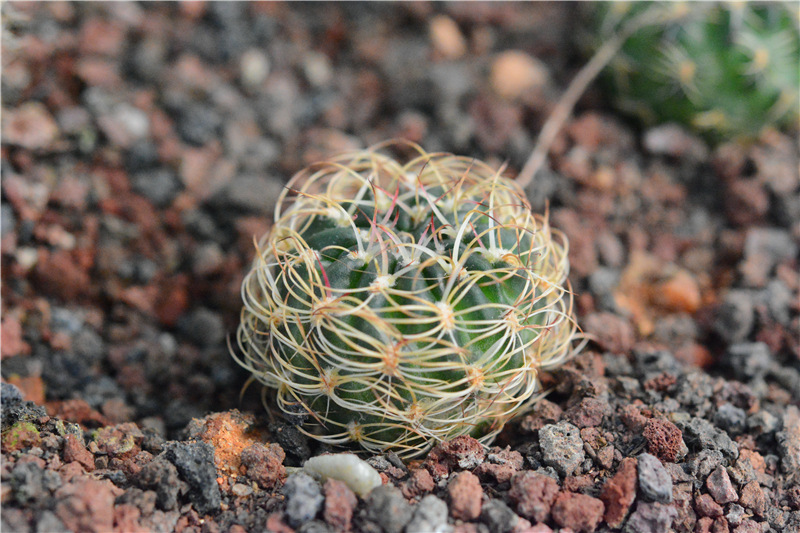 脂粉丸 2.5cm 实生 批发 仙人球 多肉植物 小盆栽