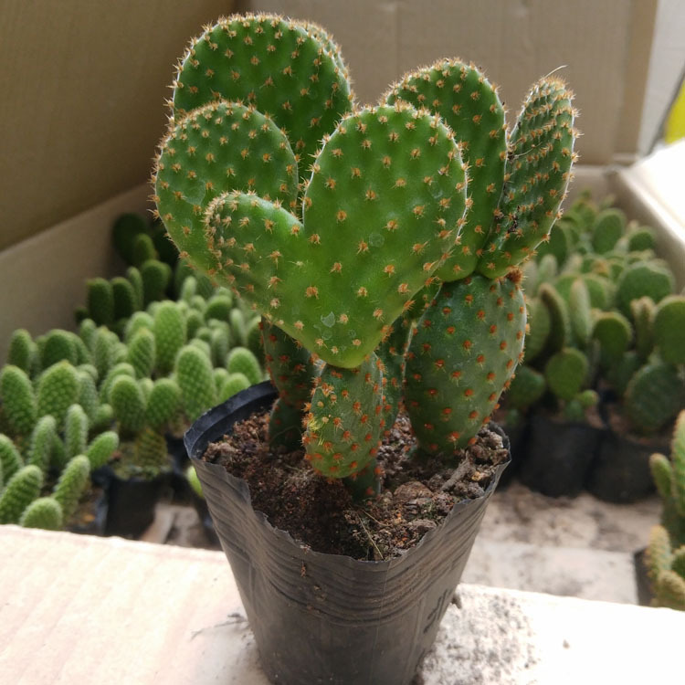漳州多肉植物批发 一盆3棵 红毛掌 裸根 小棵 花卉盆栽绿植园艺