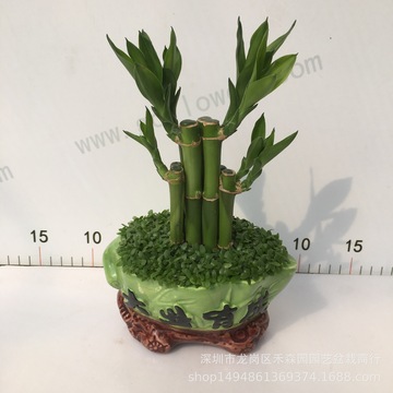 基地直供批发富贵竹广州花卉陶瓷盆植物小花苗小森林盆景-阿里巴巴