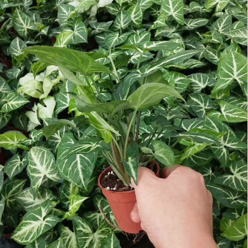 观叶植物 室内花卉小盆栽植物