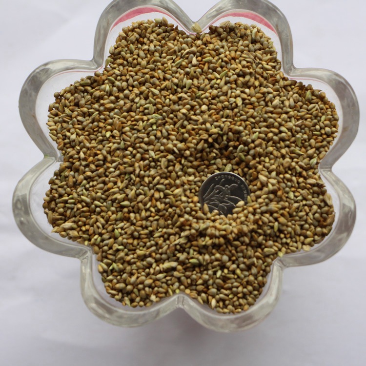 基地直销牧草种子 狼尾草种子 台湾甜象草种子 产量高