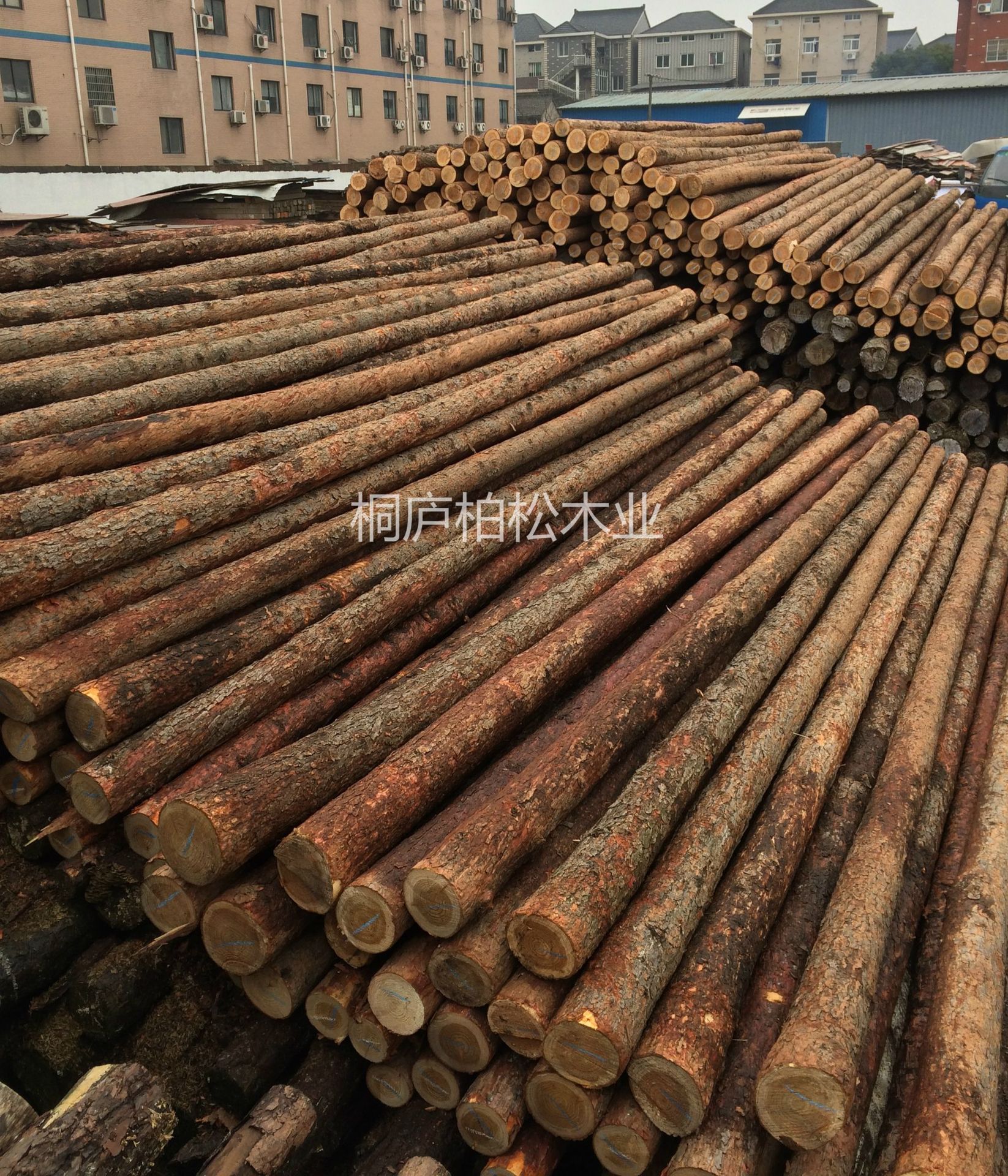林场直供松木桩打桩木高品质松木河道建筑打桩木欢迎来电