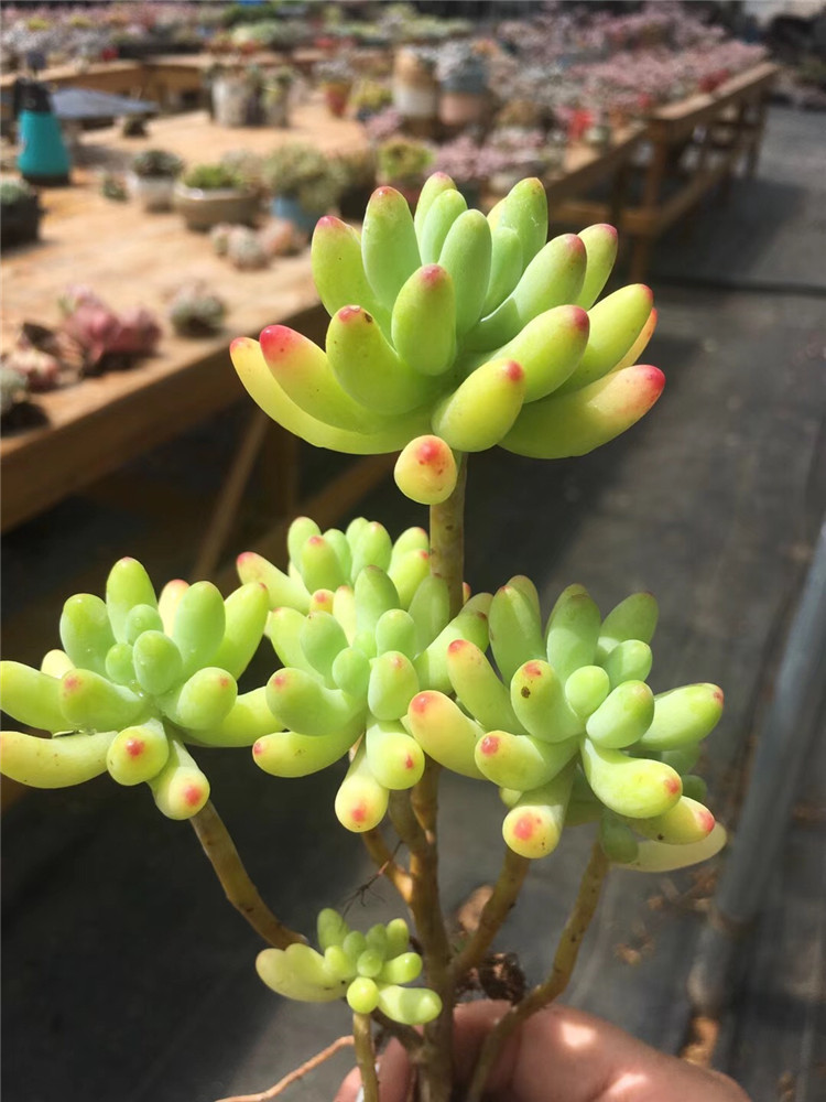 1725阳台多肉植物大棚批发 果冻乙女心老桩高15cm左右多肉-阿里巴巴