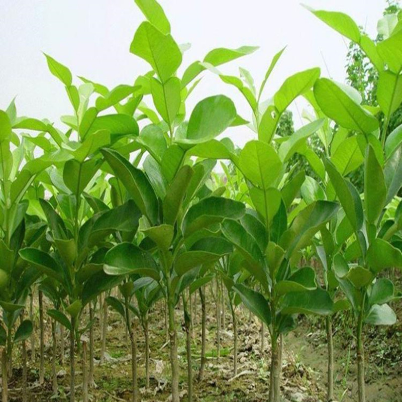 巨型天皇柚苗 白肉蜜柚苗 嫁接柚子苗 天皇蜜柚树苗当年结果包邮