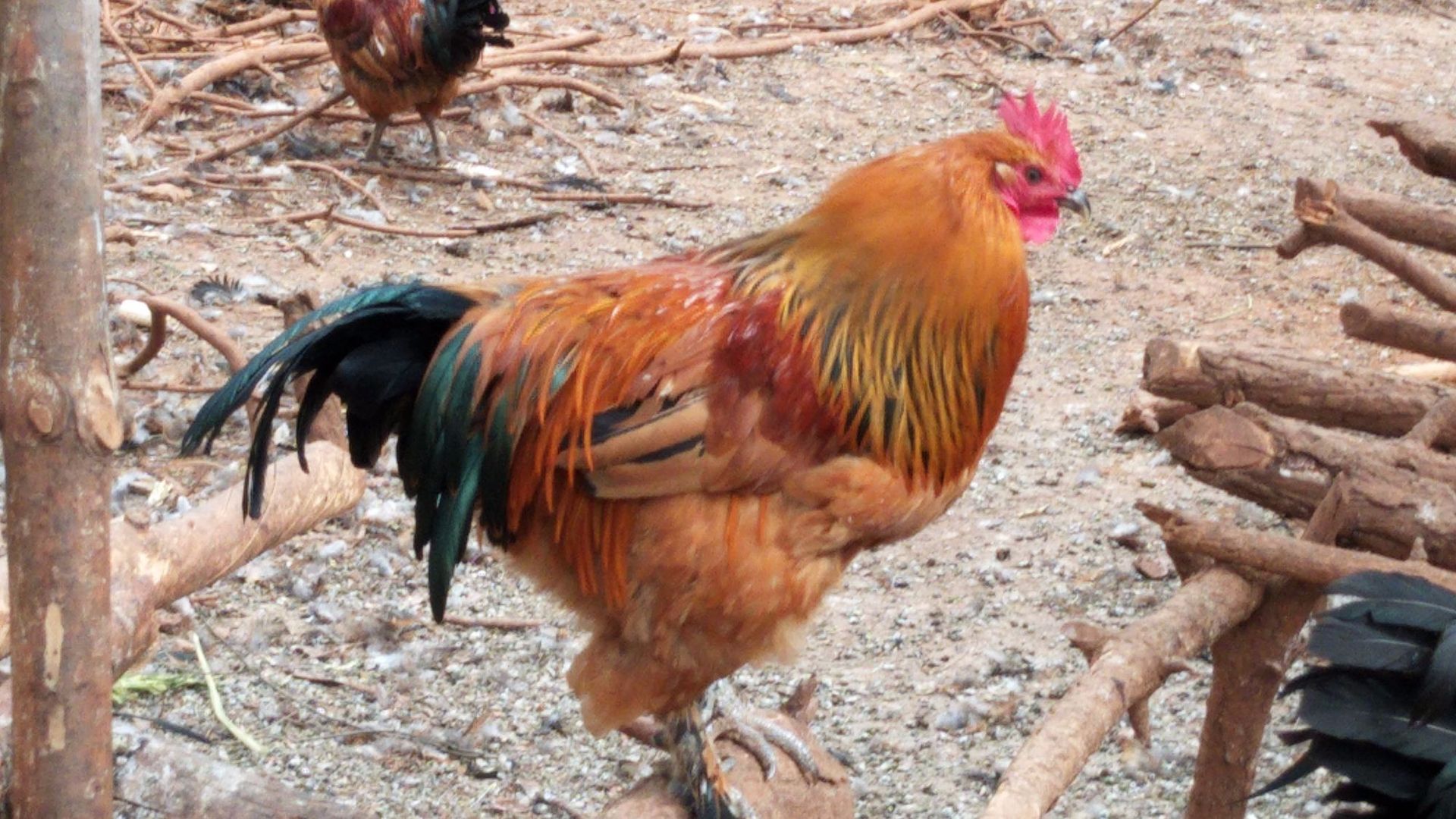 罗婺农业武定壮鸡 公鸡2.5-2.8kg一只起售顺丰包邮现杀现卖