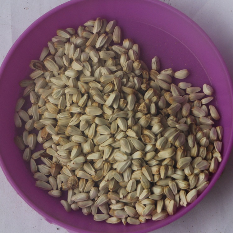 红花种子 优质草红花籽 藏红花 刺红花子 颗粒饱满 四季易种植