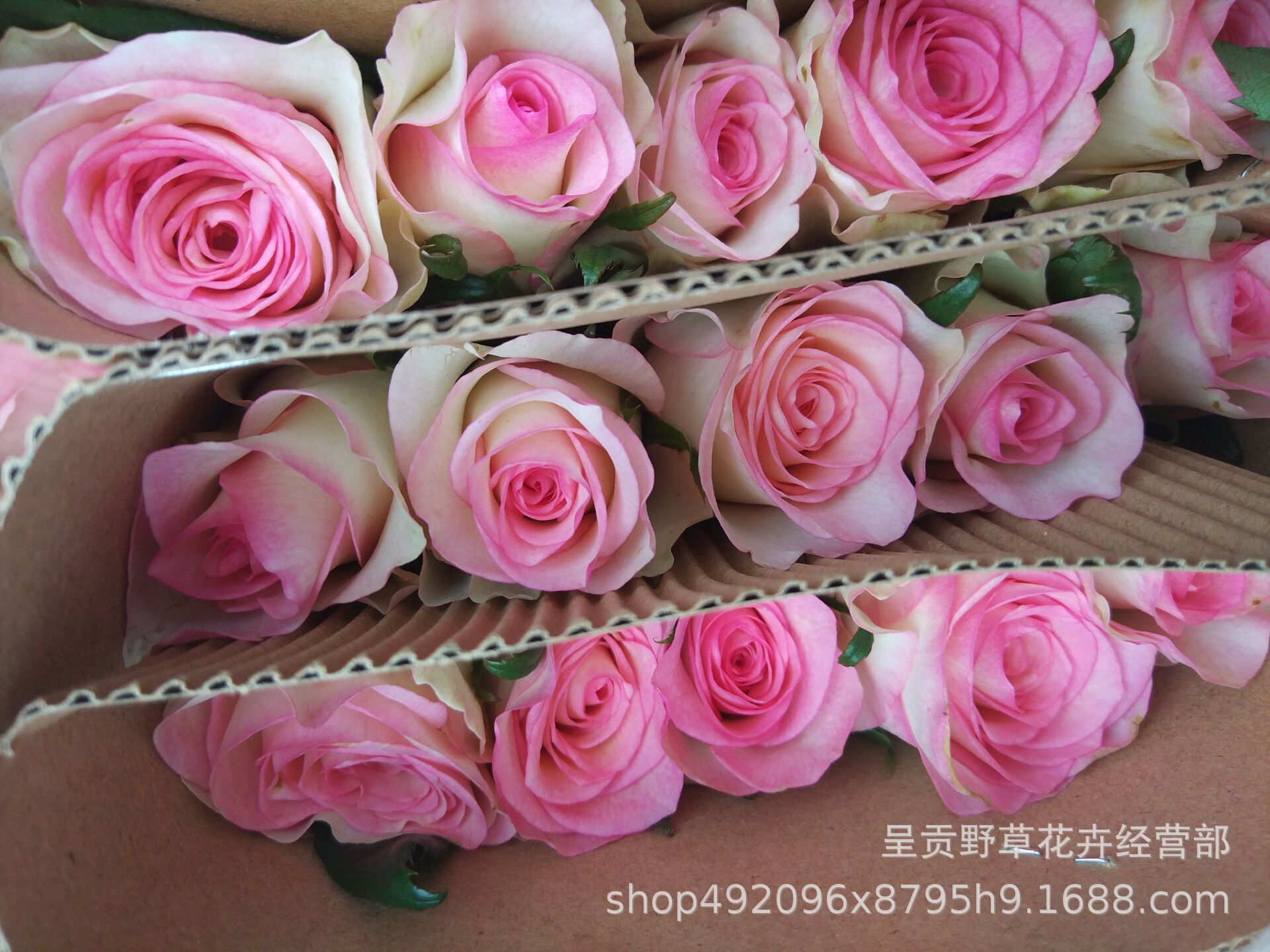 粉红玫瑰鲜花红袖玫瑰桃红雪山玫瑰各种玫瑰玫瑰大全玫瑰超市20支